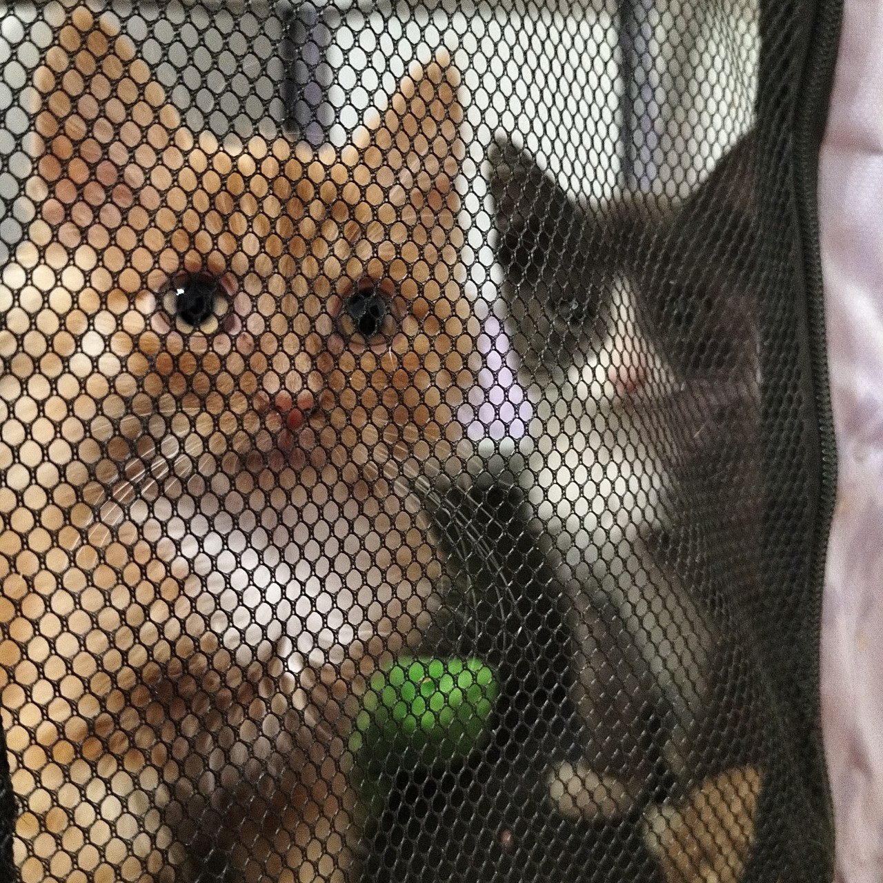 PetsStalkerS in LOOKY. #котики. Лись и Кусь в ожидан...