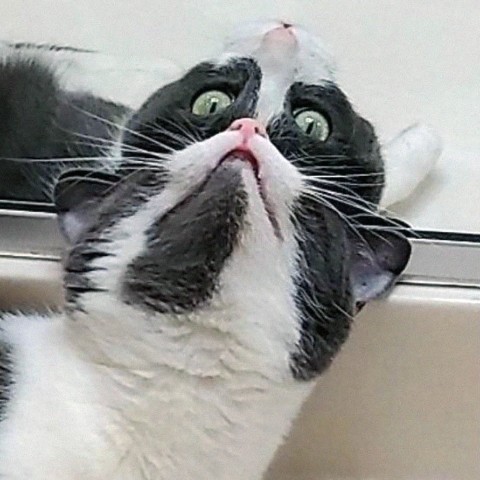 chebot17 в LOOKY. . 