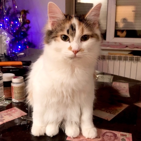 koshkabaza в LOOKY. #базачерныхкотов,#koshkobaza,#питомцы,#котята,#мимими,#коты,#сижу,#разборки. ⠀⠀Тальетелле сидит о...