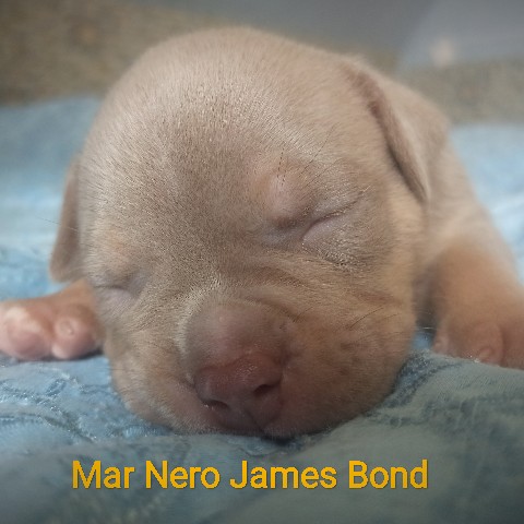 Uralskiy division в LOOKY. #американскийбулли#булли#щенкибулли#marnero##uralskiydivision. Mar Nero James Bond ...