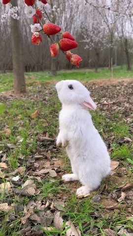 SoCute в LOOKY. #foryou,#rabbit. #foryou #rabbit [#cu...