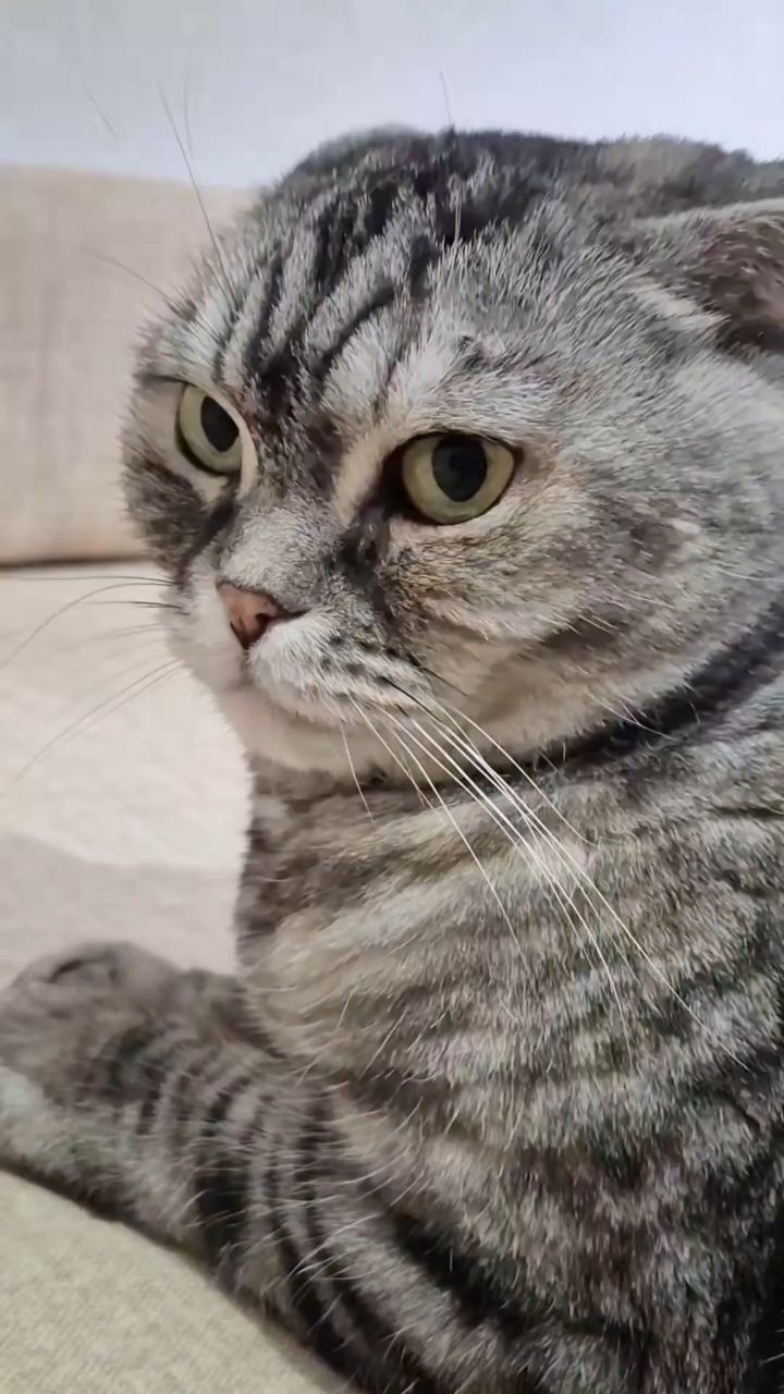 Мышка Муся и Маруся в LOOKY. . 