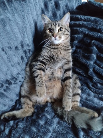 Котэ в LOOKY. #природа,#look,#looky_контент,#looky_топ,#looky,#looky_you,#животные,#котики,#кот. #природа

#look #loo...