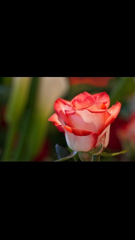 Looky_1706031349034 в LOOKY. . 