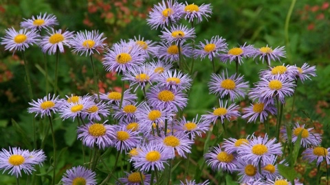 yuriy23 в LOOKY. #природа,#лето,#цветы,#цветок,#flowers,#flower,#nature,#park,#парк. #природа  #лето #цве...