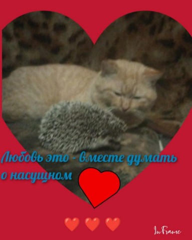 ЁЖкины ПРОделки в LOOKY. #кот,#еж,#топблогеры,#дружба,#животные. Сегодня хочу показат...