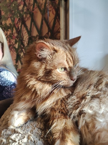 lapposergey78 в LOOKY. . Масяня Котик