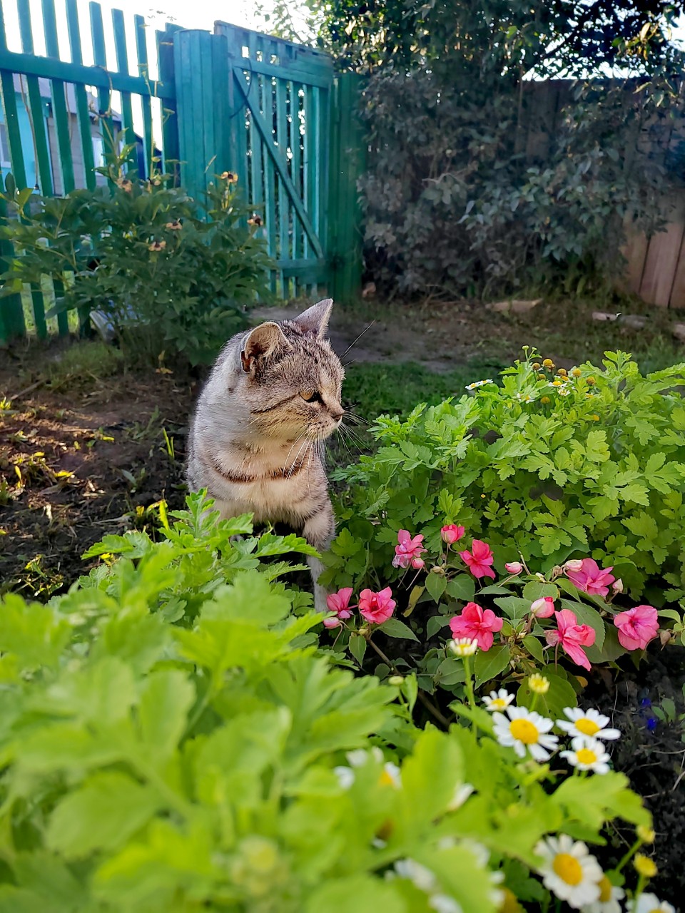 #кошкаБабуся