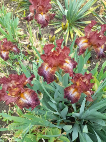Loveflowers в LOOKY. #ирисы,#красивыйсад,#цветыпочтой. Весна в полном разга...