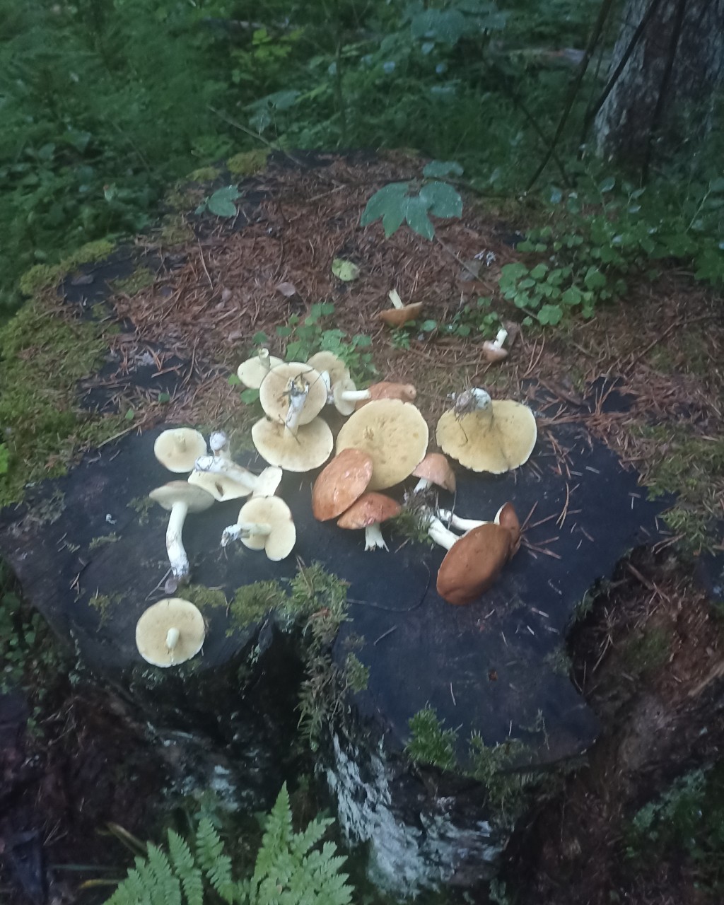 🍄