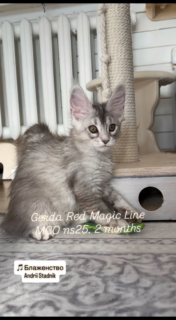 elena.vishneva в LOOKY. #redmagicline,#silvermainecoonkitten,#mainecoonkitty,#питомникмейнкуновмосква,#котенокмейнкунмосква. Прекрасная серебряна...