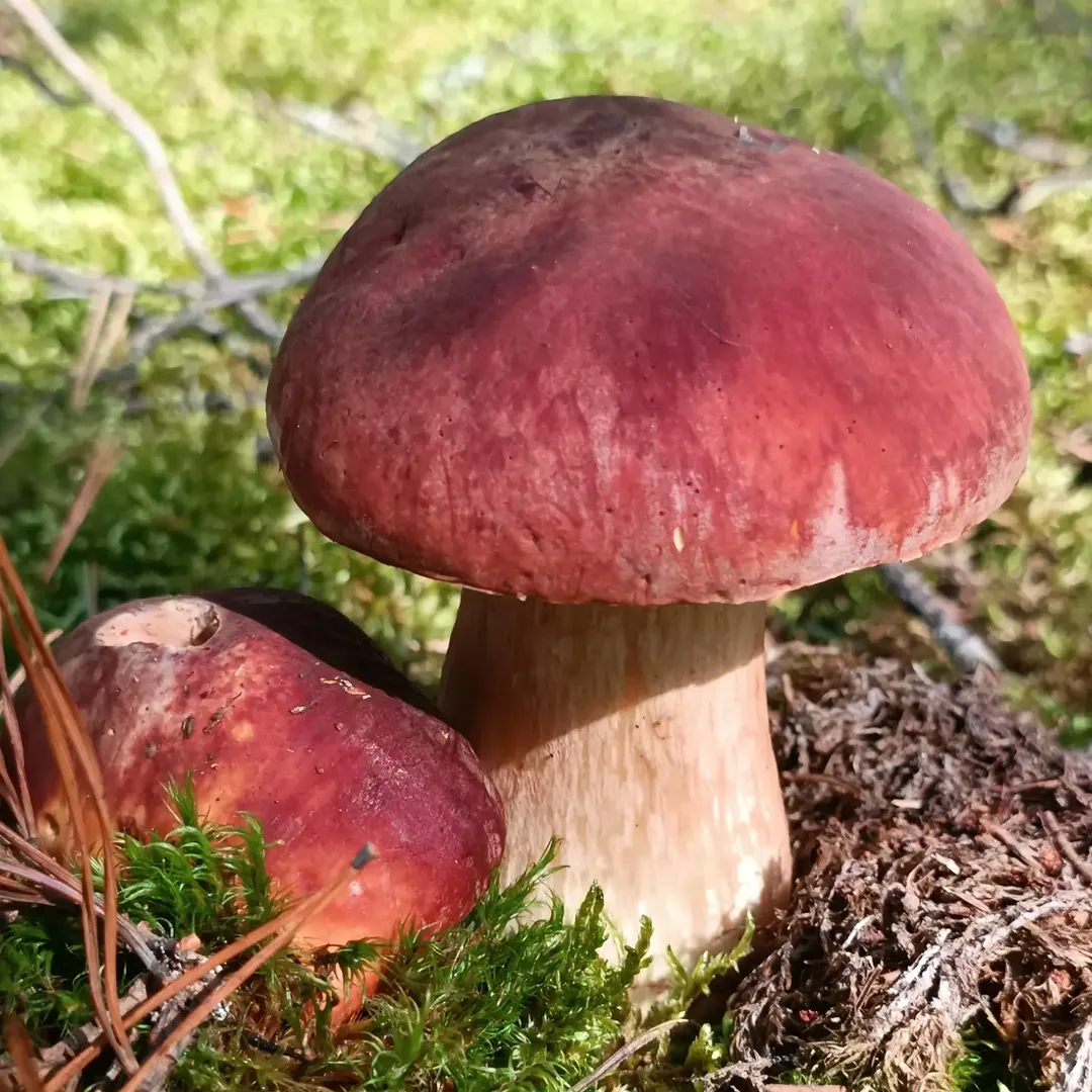 julka_kochetova в LOOKY. #boletuspinophilus,#mushrooms,#fungi,#porchini,#mushroomfotography. Боровички😍💜

_____...