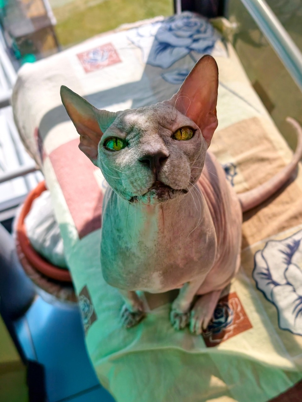 eva_sphynx_cat в LOOKY — фото 2