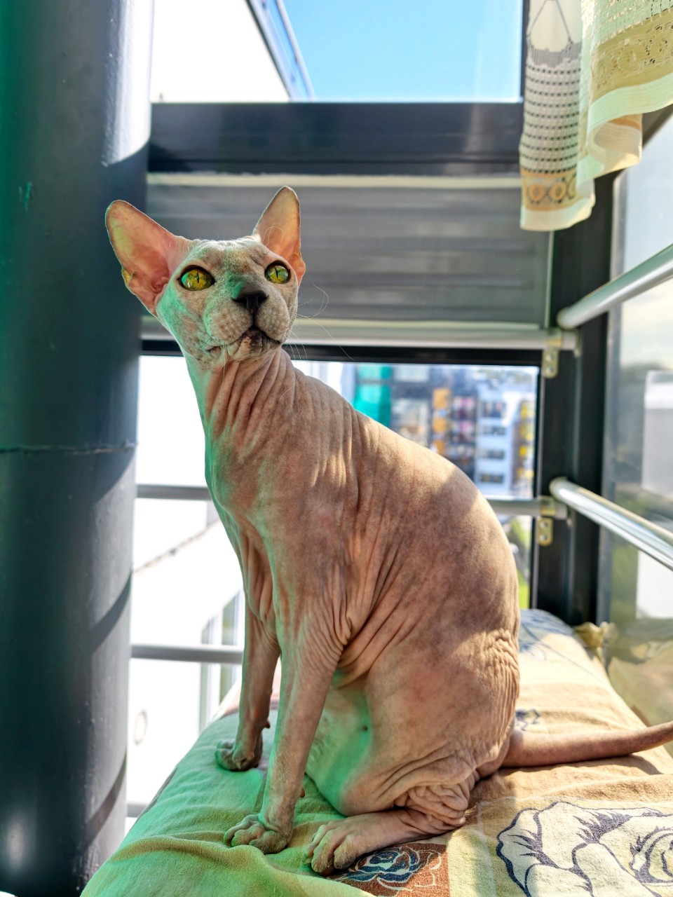 eva_sphynx_cat в LOOKY — фото 3