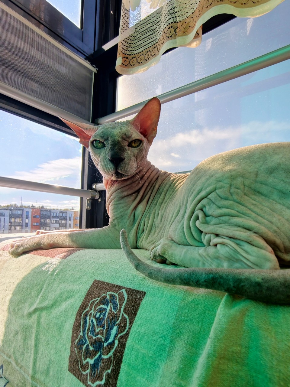 eva_sphynx_cat в LOOKY — фото 4