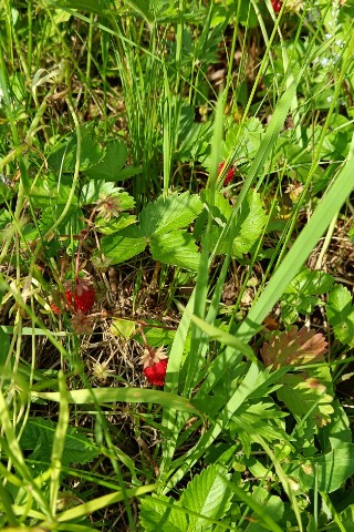 savinele96 в LOOKY. . 🍓👍❤️