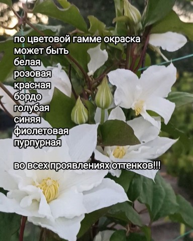 florasad_vera в LOOKY. #заказатьсаженцы,#клематис. А бывают ,привитые к...