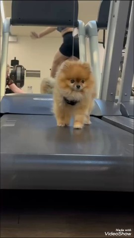 GD- Trener в LOOKY — Наш новый тренер, очень усердный и перспективный 💪👌🤗
