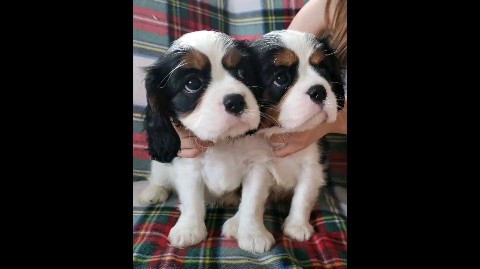 puppengame in LOOKY