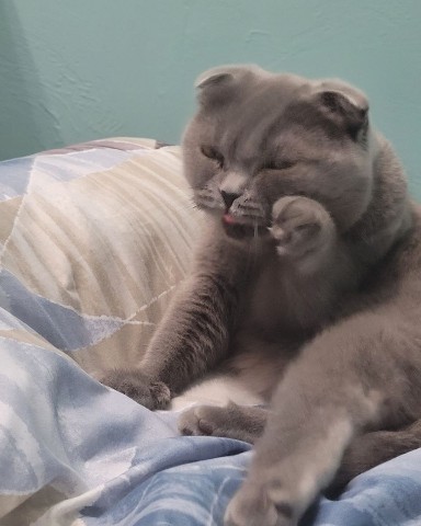 Looky_1699549914564 в LOOKY. #котики. #котики