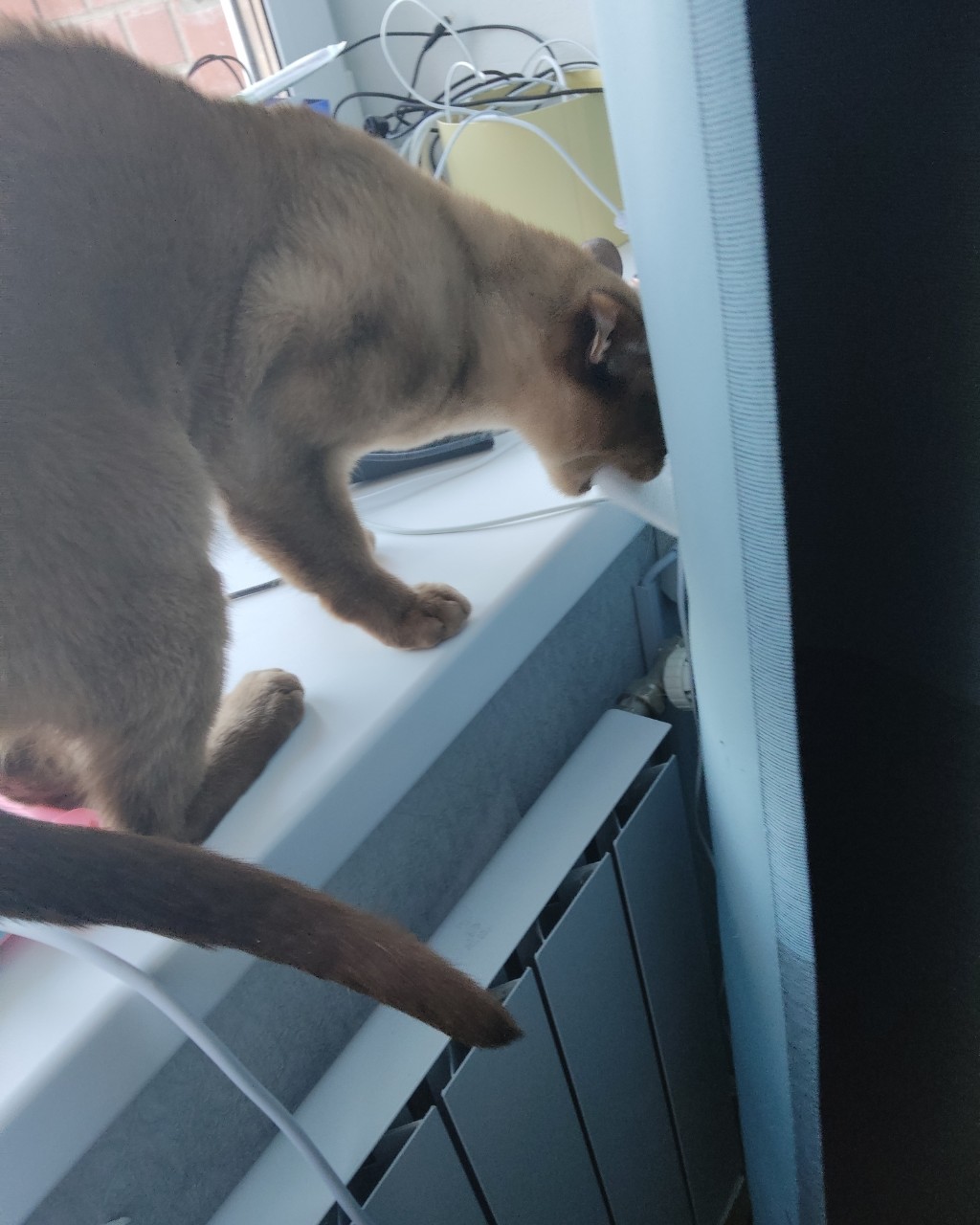 Кибер котлета в LOOKY — Жрет пенопласт [#рек](рек) [#рекомендации](рекомендации) [#в