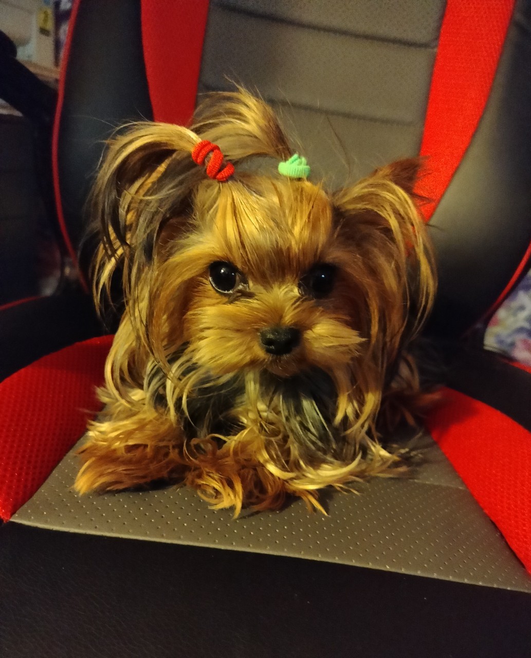 Vladova Tatiana в LOOKY — Хорошего дня [#йоркширскийтерьер ](йоркширскийтерьер) #dogs
