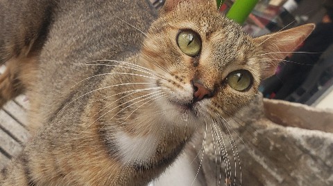 Karim в LOOKY. . Cat 🐈