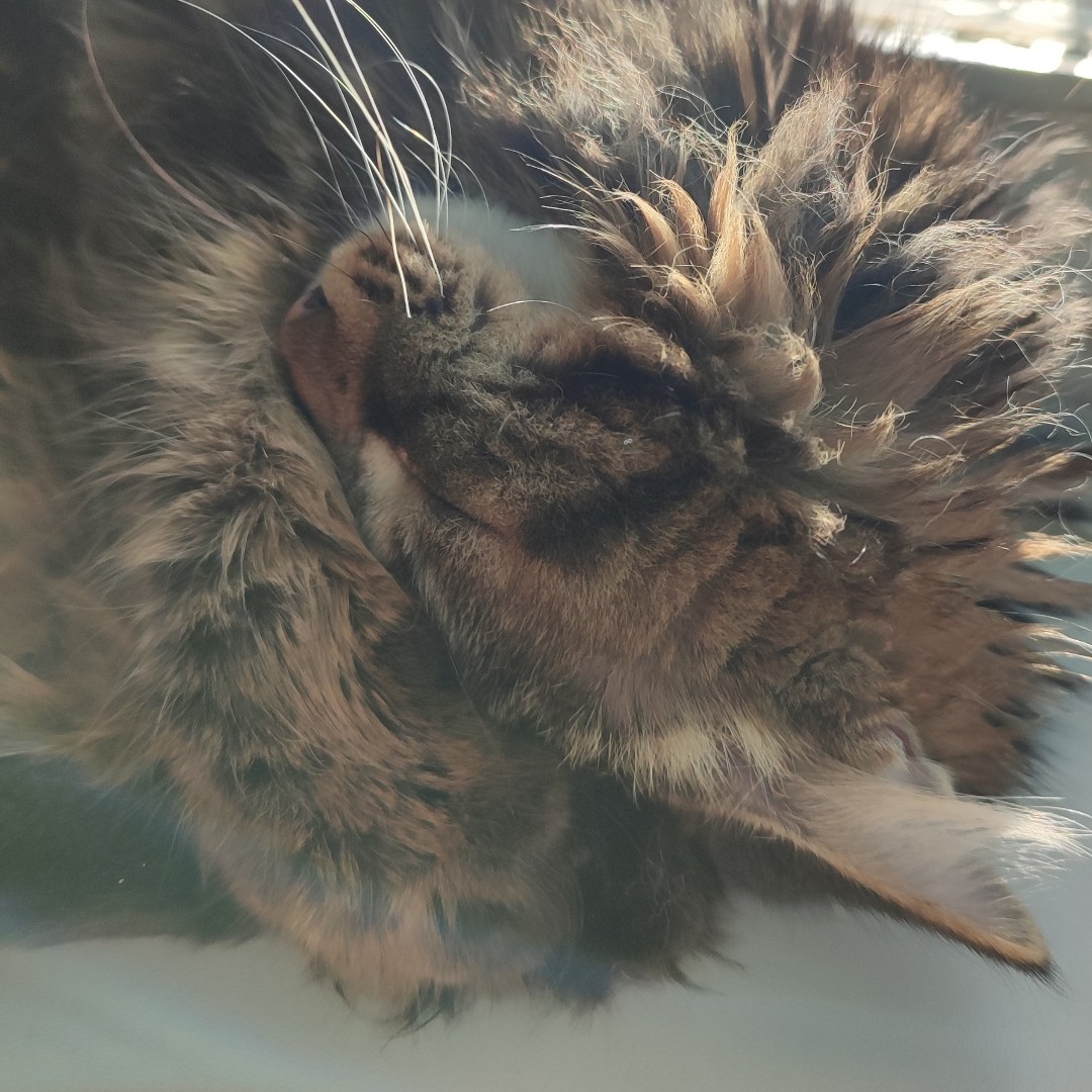 Просто котичка спит на подоконнике, ничего такого, листайте дальше) ) [#курильскийбобтейлмосква](курильскийбобтейлмосква) [#курилы](курилы) [#котикиправятмиром](котикиправятмиром) 