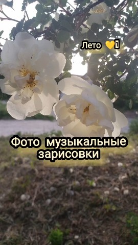 Светлана Сироткина в LOOKY. #фотомузыказарисовкилето,#импровизация,#музыкальнаятерапия. Друзья, видимо пришл...