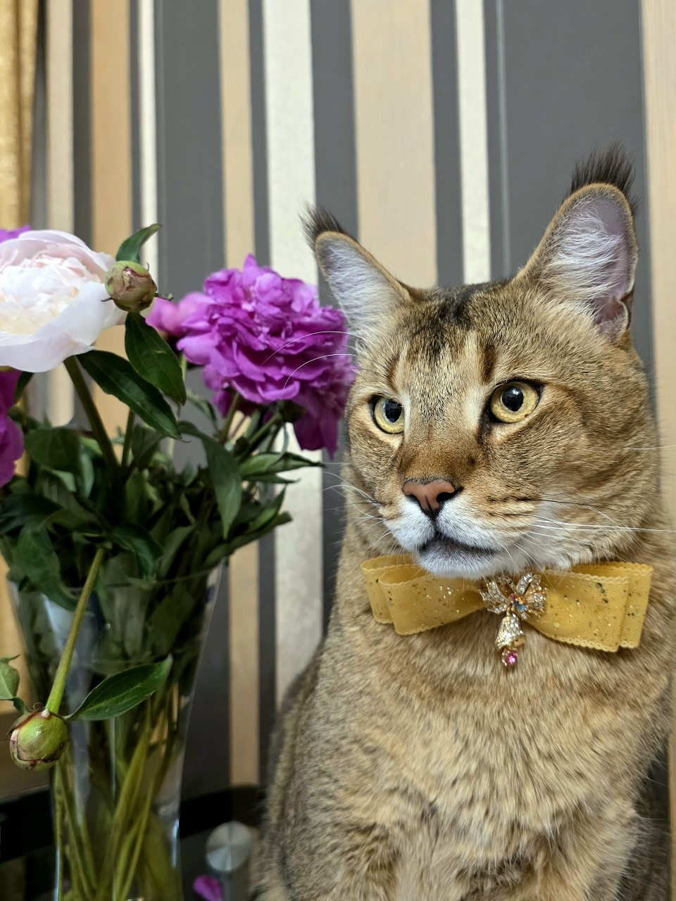 afina_zeus в LOOKY. #кот,#большиекошки,#редкиекошки,#красивыекошки,#гибридныекошки,#фотомомент,#люблюкошек,#цветы,#букет,#лето,#looky,#looky_official,#looky_кошки,#looky_контент,#хвостатый_друг,#мыизкотограма
#июньпролетел. Кто моргнул — тот я!...
