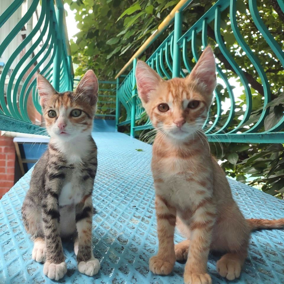 Looky_1695743498106 в LOOKY — Котобратик с сестрёнкой 🐱💛

[#котята](котята) [#котики](ко