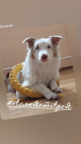 Аглая Рыжая в LOOKY. #Кина,#бордер,#АглаЯотАдоЯ. Вселенная изобильна....