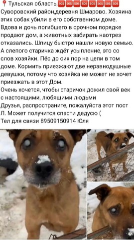 ЛисАхули в LOOKY. #anime,#animal,#dog,#savetheplanet,#помощьсобакам,#помощьбездомнымживотным,#lovedogs. Тульская область,🆘�...
