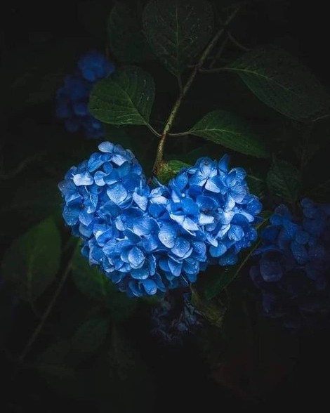 💐#красота [#цветы ](цветы)[#лес ](лес)