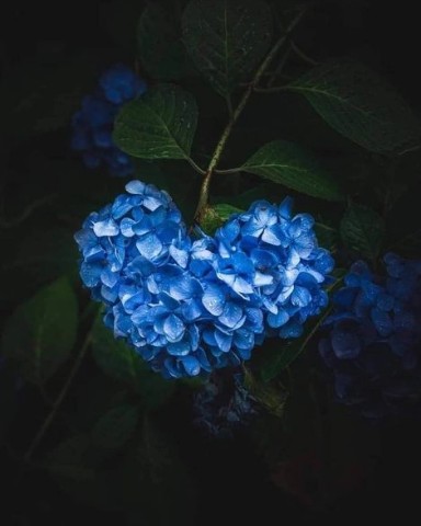 ieugene.mat в LOOKY. . 💐#красота [#цветы ]...