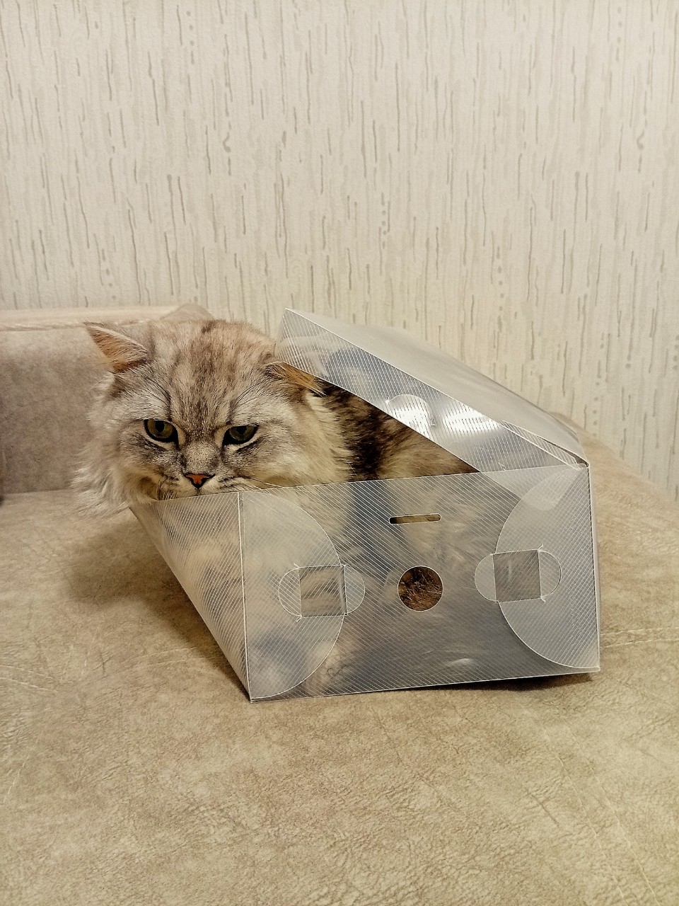 darenka_little в LOOKY. #котики,#cats,#ilovemycat,#lovecats,#nature,#instacat,#kitty,#animals,#коты #кот #cat #catsofinstagram #кошка #кошки #котята #котик #котэ #catstagram #котенок #животные #catlover #catlovers #instacat #инстакот #котя #котятки #catlife #catoftheday #cats_of_instagram. Так и не могу привык...