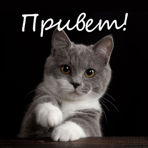 hello в LOOKY. . 