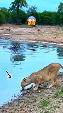 Matildadjerf в LOOKY. #lioness,#animals. Credits: unknown #li...
