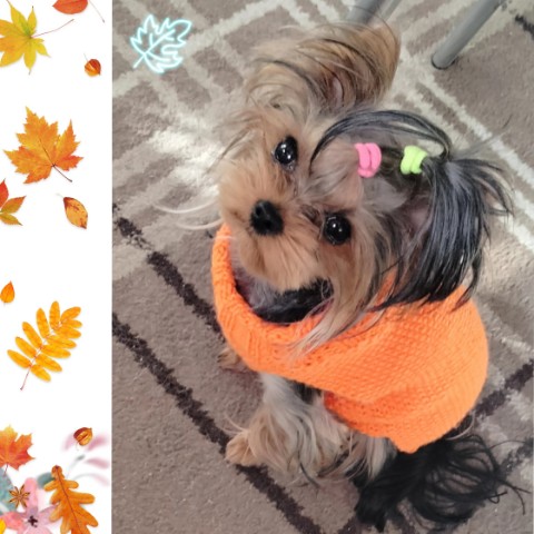 Love_Kelle в LOOKY. #йоркширскийтерьер,#dogs. Мой любимый йорк  #й...