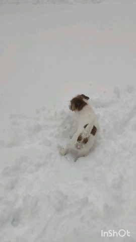 allegro_diavoletto_kennel в LOOKY. . Всё что вы хотели зн...