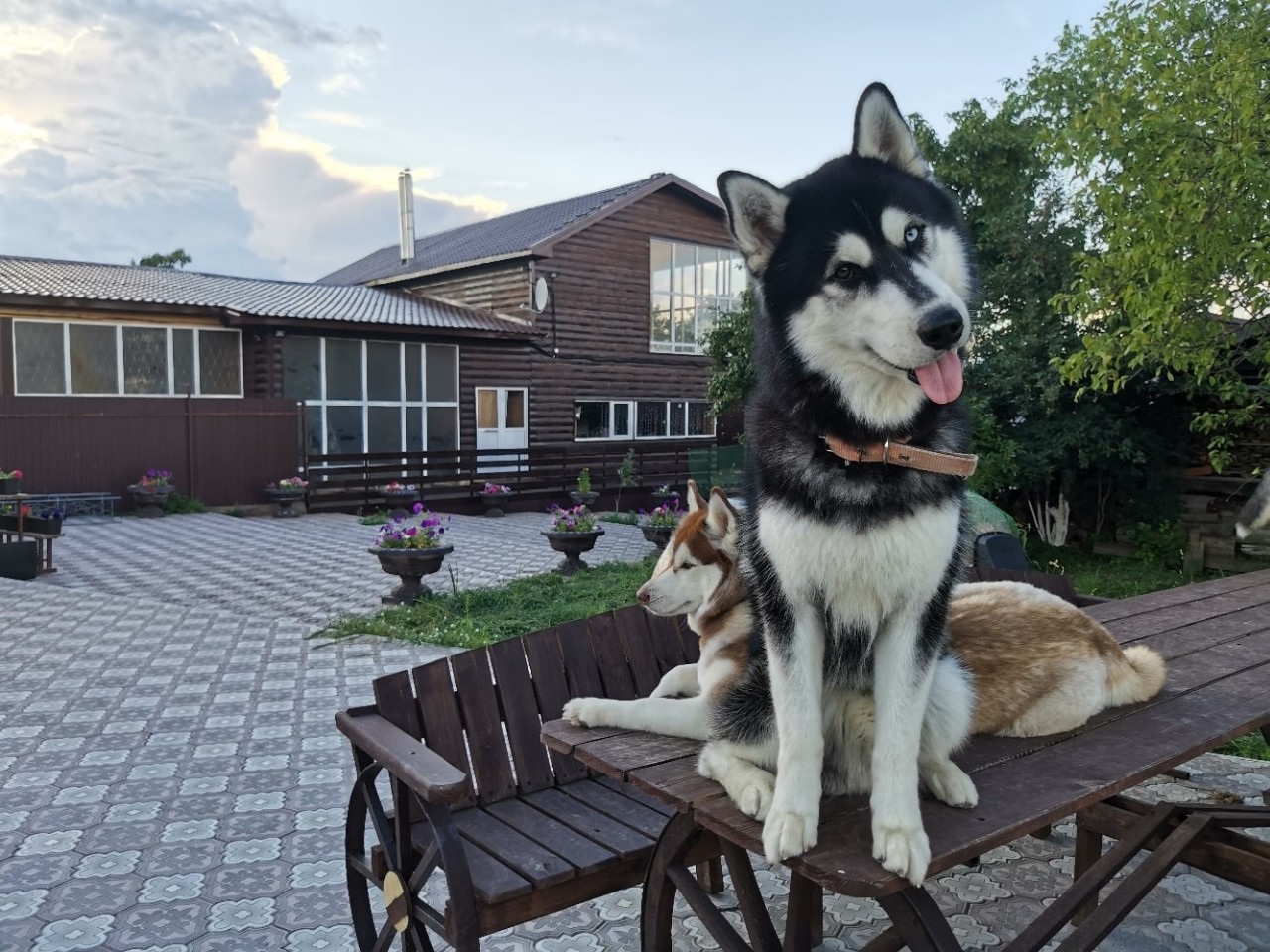 Константин Корзов в LOOKY. #хаски,#стая,#ездовойспорт. Айс 🤗 #хаски #стая ...