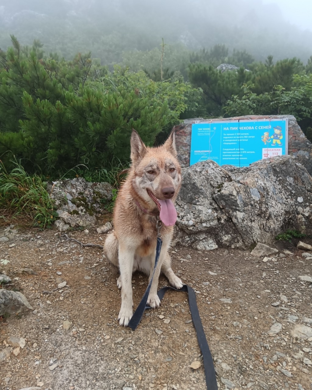 family_adventurers3 в LOOKY — #собака #собакапоход
 Умка, ее первый поход на Пик Чехова, з