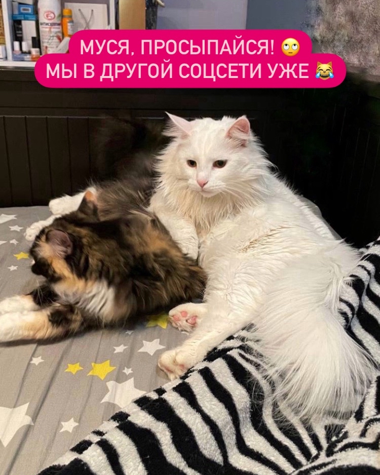 cat_bastion_coon в LOOKY — Привет наши любимые друзья! Не думали, не гадали и вот мы то