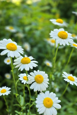 Fleurs в LOOKY. #ромашка,#нивяник,#цветы,#растения,#растение,#полевыецветы,#садовыецветы,#looky,#looky_official,#looky_контент,#looky_цветы. Казалось бы, многие ...