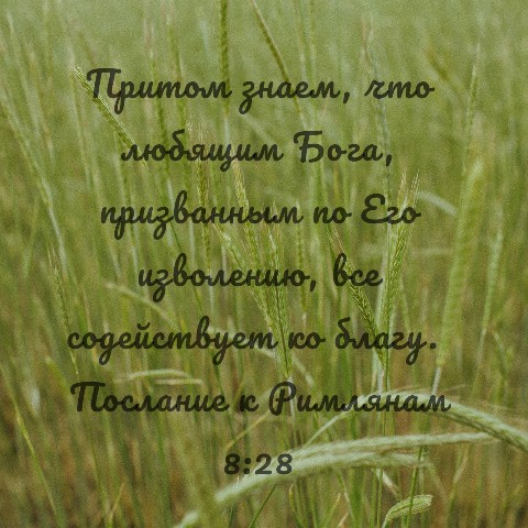 Arcanum в LOOKY. . 