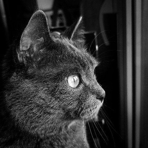kuznetsof_alex в LOOKY. #КотТомас. Привет. Меня зовут Т...