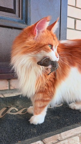 thecatrysia в LOOKY. . Ну что, друзья!
Може...