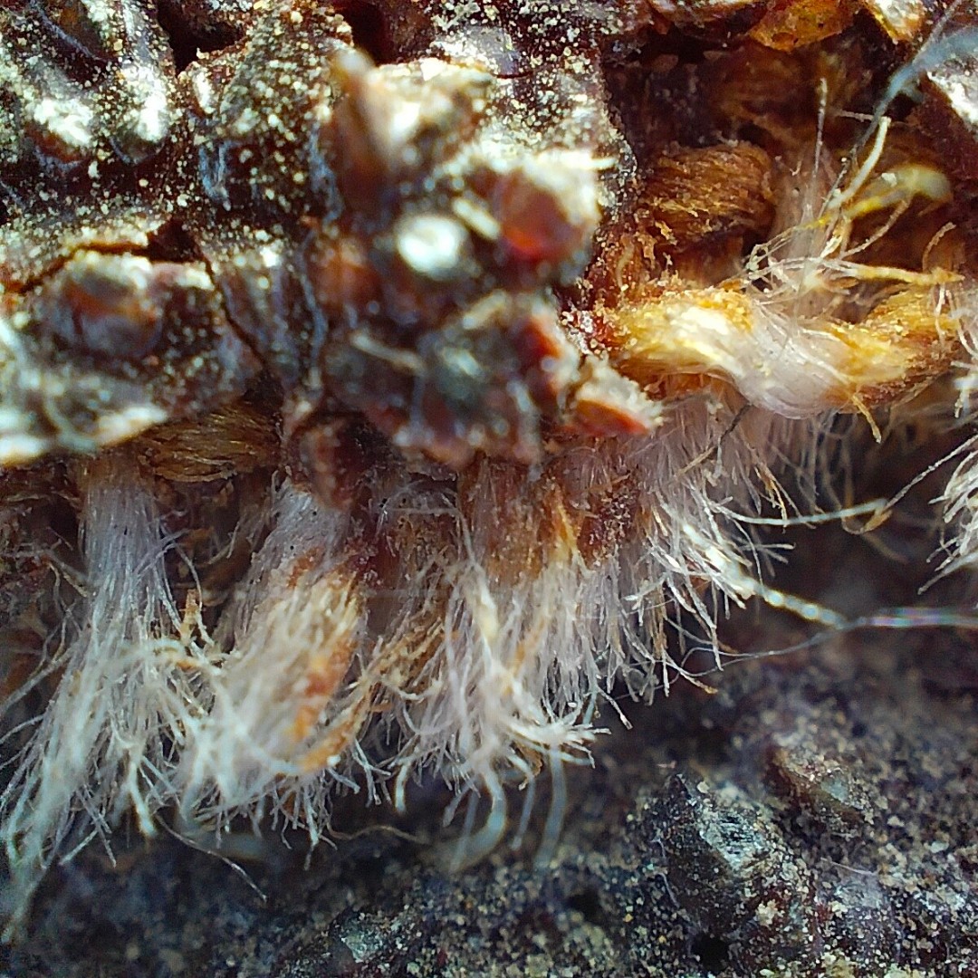 [#microworld](microworld) [#macroworld](macroworld) [#macrophotography](macrophotography) [#macrophoto](macrophoto) [#macro_vision](macro_vision) 