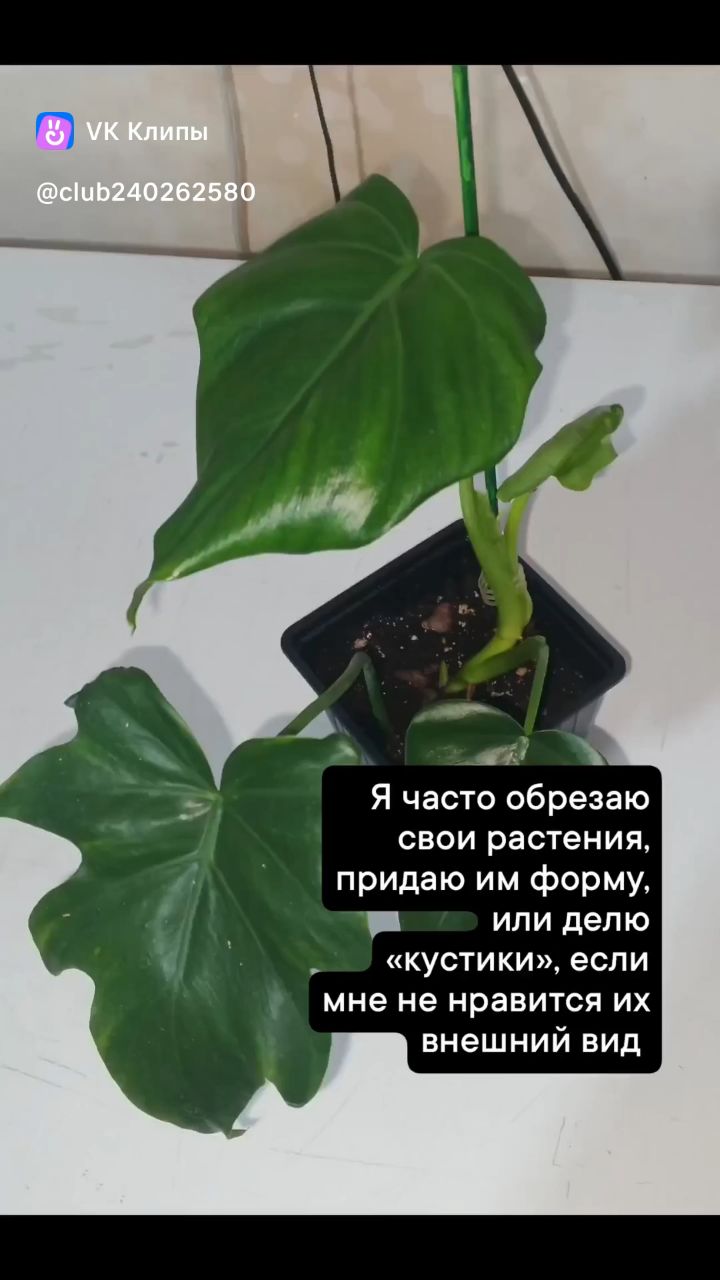 Зеленые пальцы в LOOKY. #лианы,#филодендрон,#крупнолистныелианы,#пересадка,#комнатныерастения. #лианы  #филодендрон...