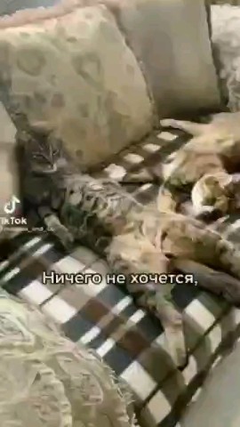 grand_loranewtime в LOOKY. . 